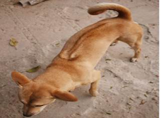 Chó Phú Quốc với vòng xóay trên lưng (Ảnh internet)